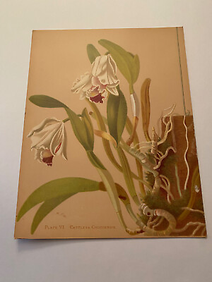 #ad K Orchids The Royal Family of Plants Harriet Stewart Miner Color Plate VI $79.95
