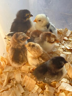 #ad 6 Serama Chicken Fertile Hatching Eggs $34.00